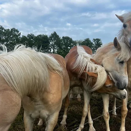 Apartment Im Gruenen -garden Chemnitz