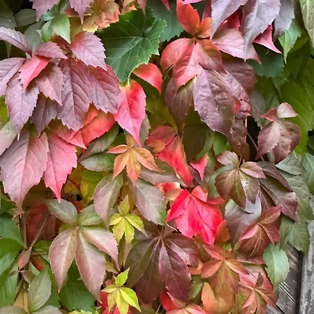Im Grünen -garden Chemnitz