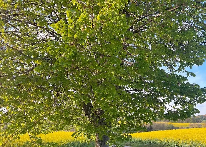 Im Gruenen -garden Apartment