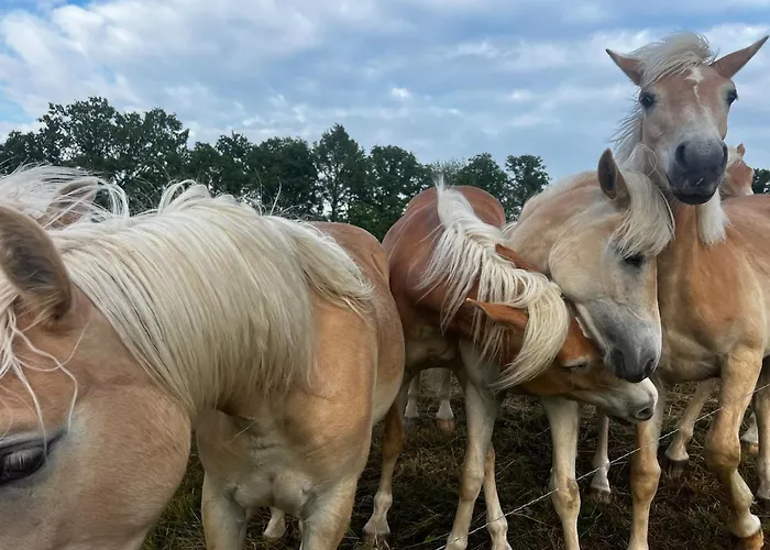Apartment Im Gruenen -garden Chemnitz