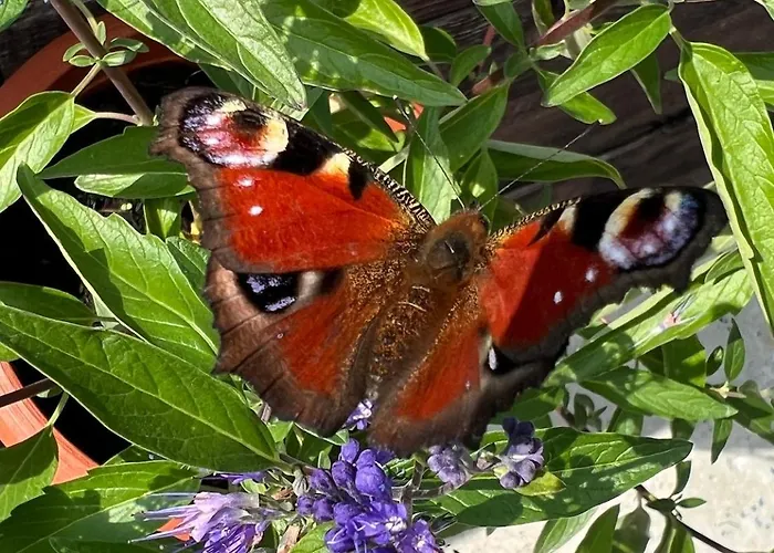 Im Gruenen -garden Apartment *